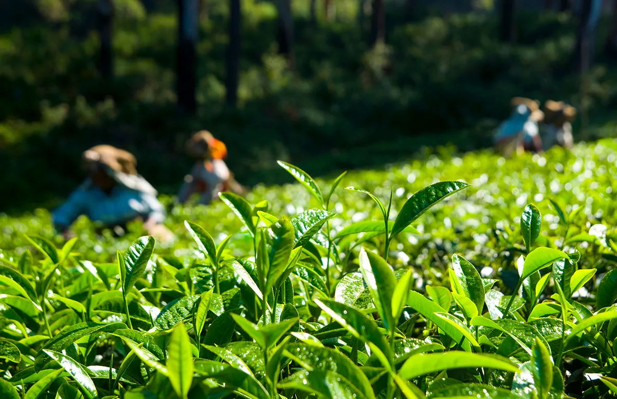 Fresh tea leaves with tea pickers in an Indian tea garden