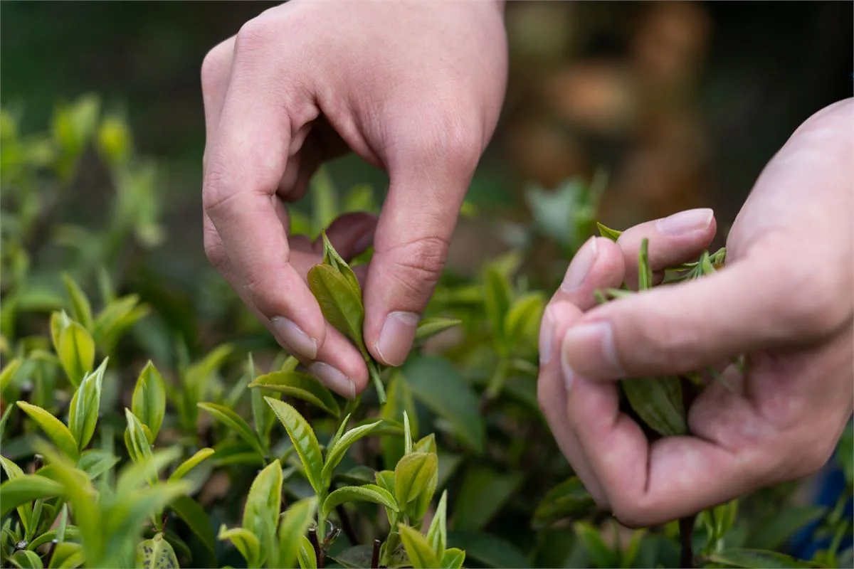 Hand-plucking fresh tea leaves