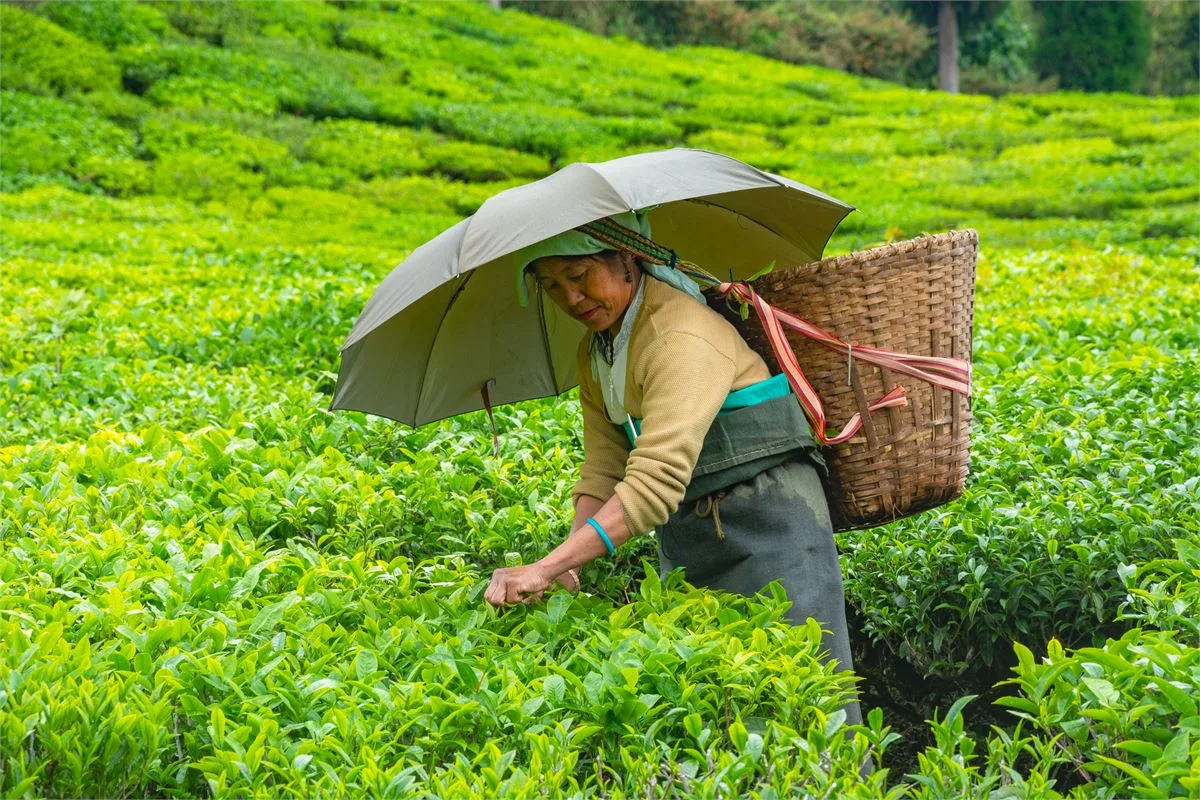 Tea picker in a Darjeeling tea garden